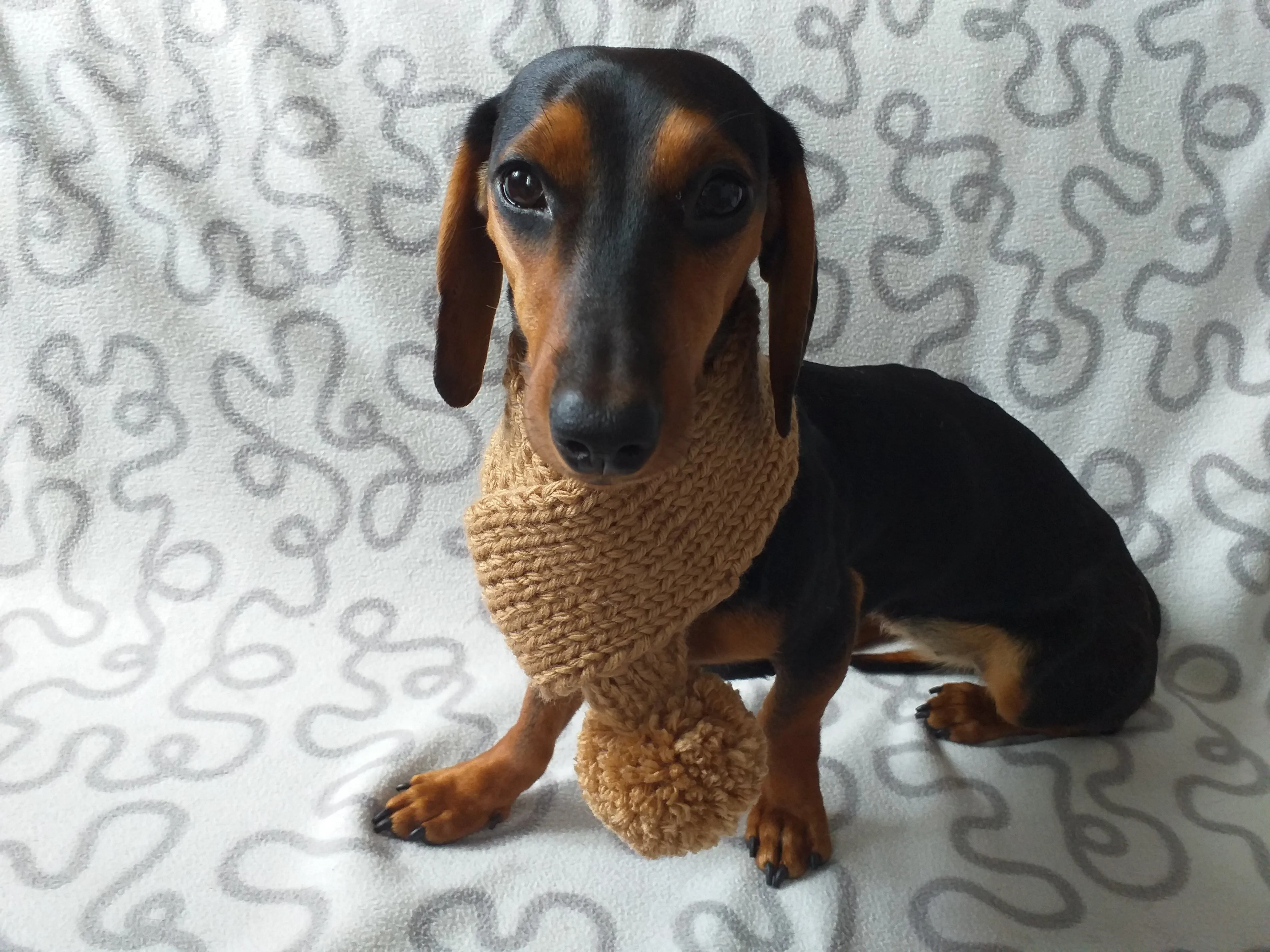 Knitted winter scarf for dog with pompom